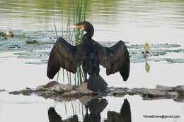 Image of Black Shag