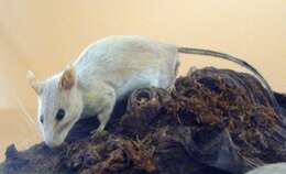 Image of Yellow-necked Field Mouse