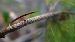 Слика од Astroloma pinifolium (R. Br.) Benth.