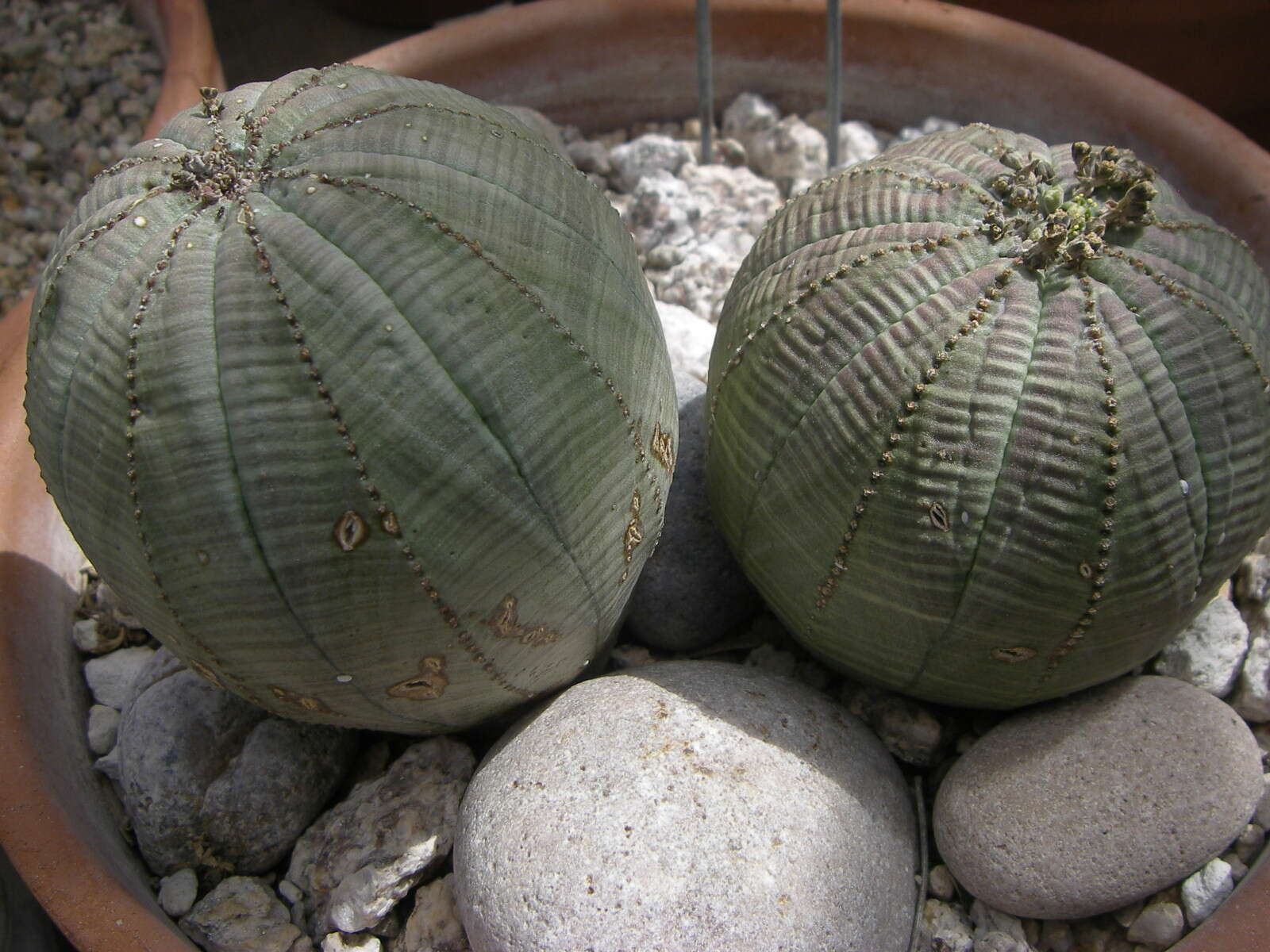 Image of Euphorbia obesa Hook. fil.