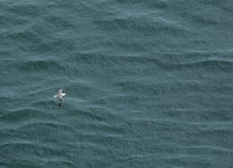 Image of Fulmar