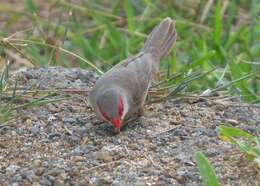 Image of Common Waxbill