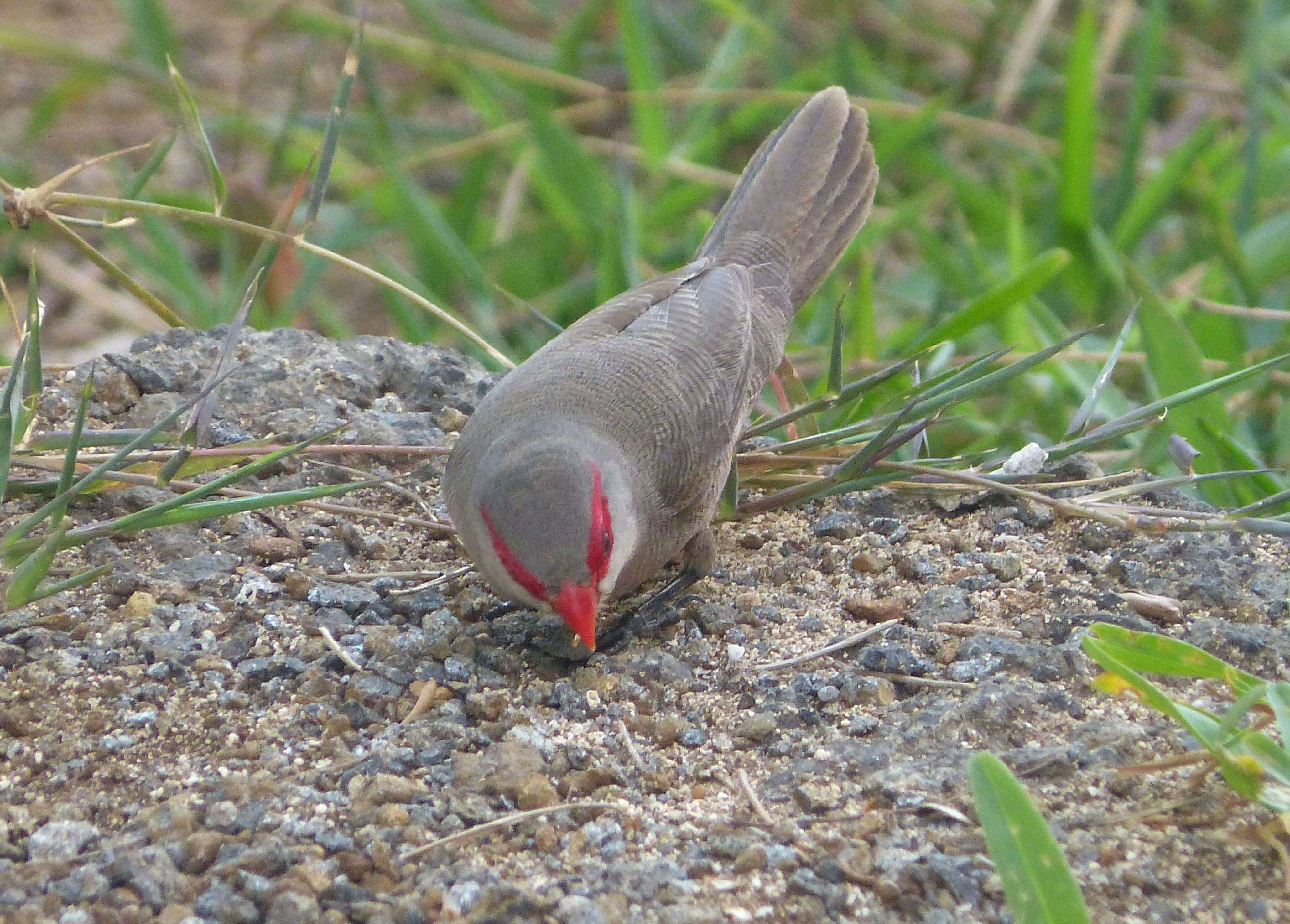 Image of Common Waxbill