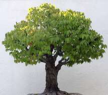 Image de Zelkova