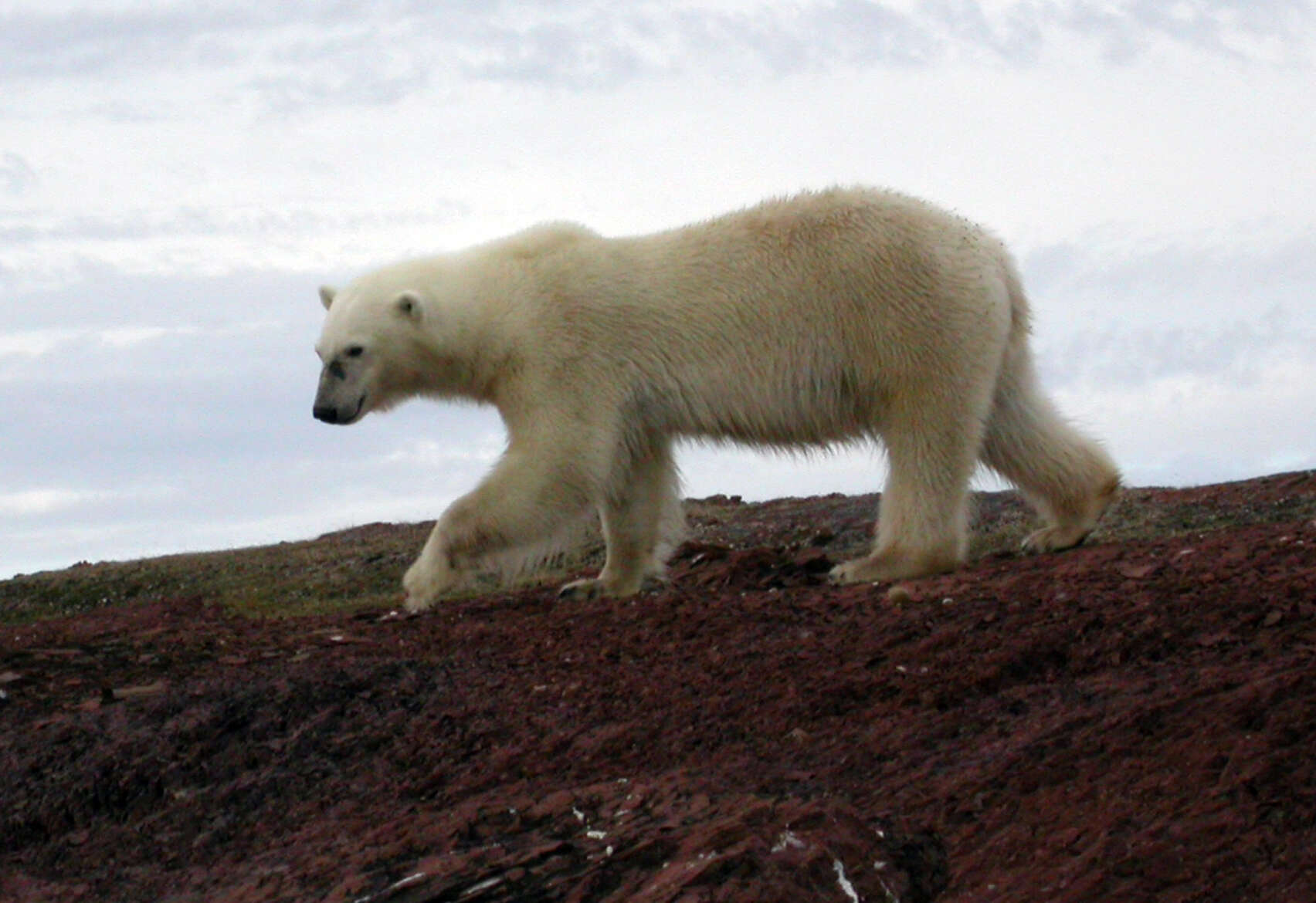 Image of polar bear