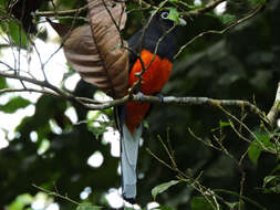 Image of Trogon Brisson 1760