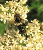 Leucozona laternaria (Muller 1776) resmi