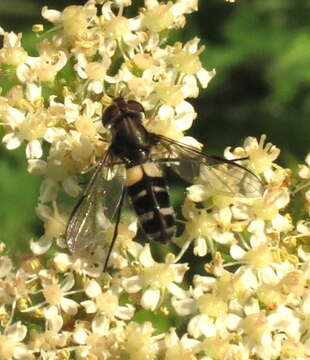 Leucozona laternaria (Muller 1776) resmi