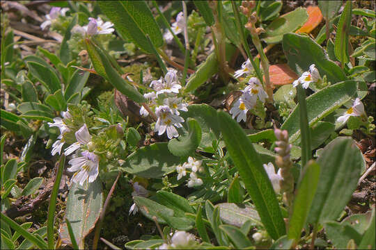 Imagem de Euphrasia picta Wimmer