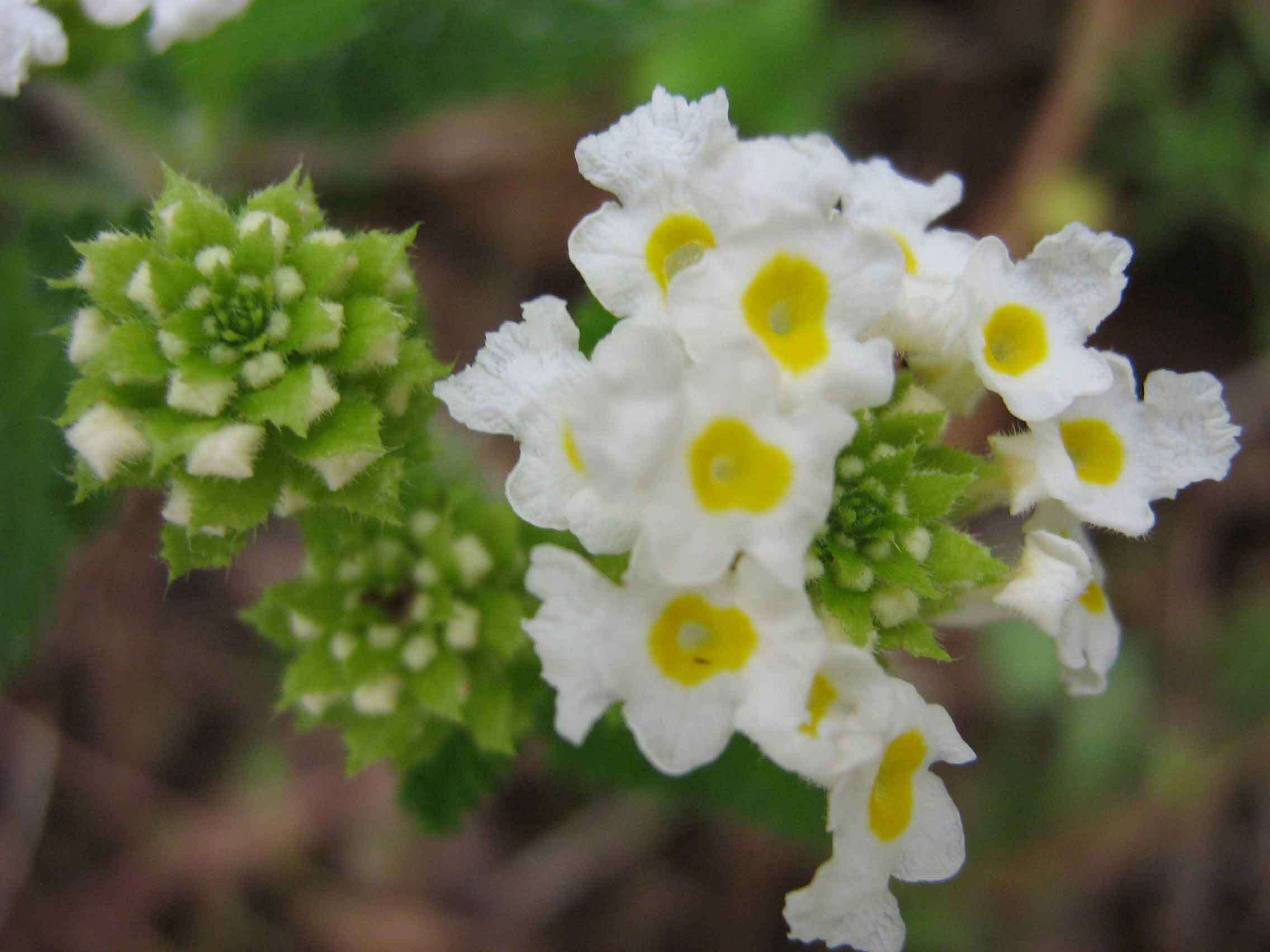 Image of Lantana radula Sw.