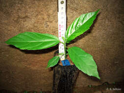 Image of Broom-cluster fig