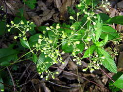 Sivun Clematis brasiliana DC. kuva