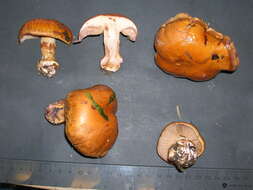 Image of Basidiomycota