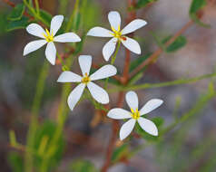 Image of shortleaf rose gentian