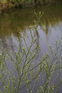 Image of Seaside American-Aster