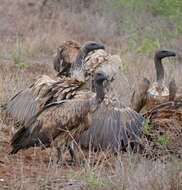 Image of White-backed Vulture