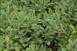 Image of Vaccinium uliginosum subsp. microphyllum Lange