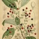 Prunus maximowiczii Rupr. resmi