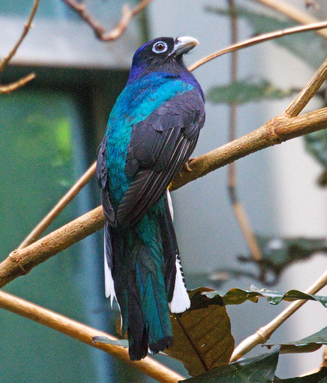 Plancia ëd Trogon chionurus Sclater, PL & Salvin 1871