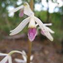 Image of Tropical hyacinth orchid
