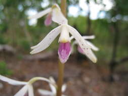 Image of hyacinth orchids