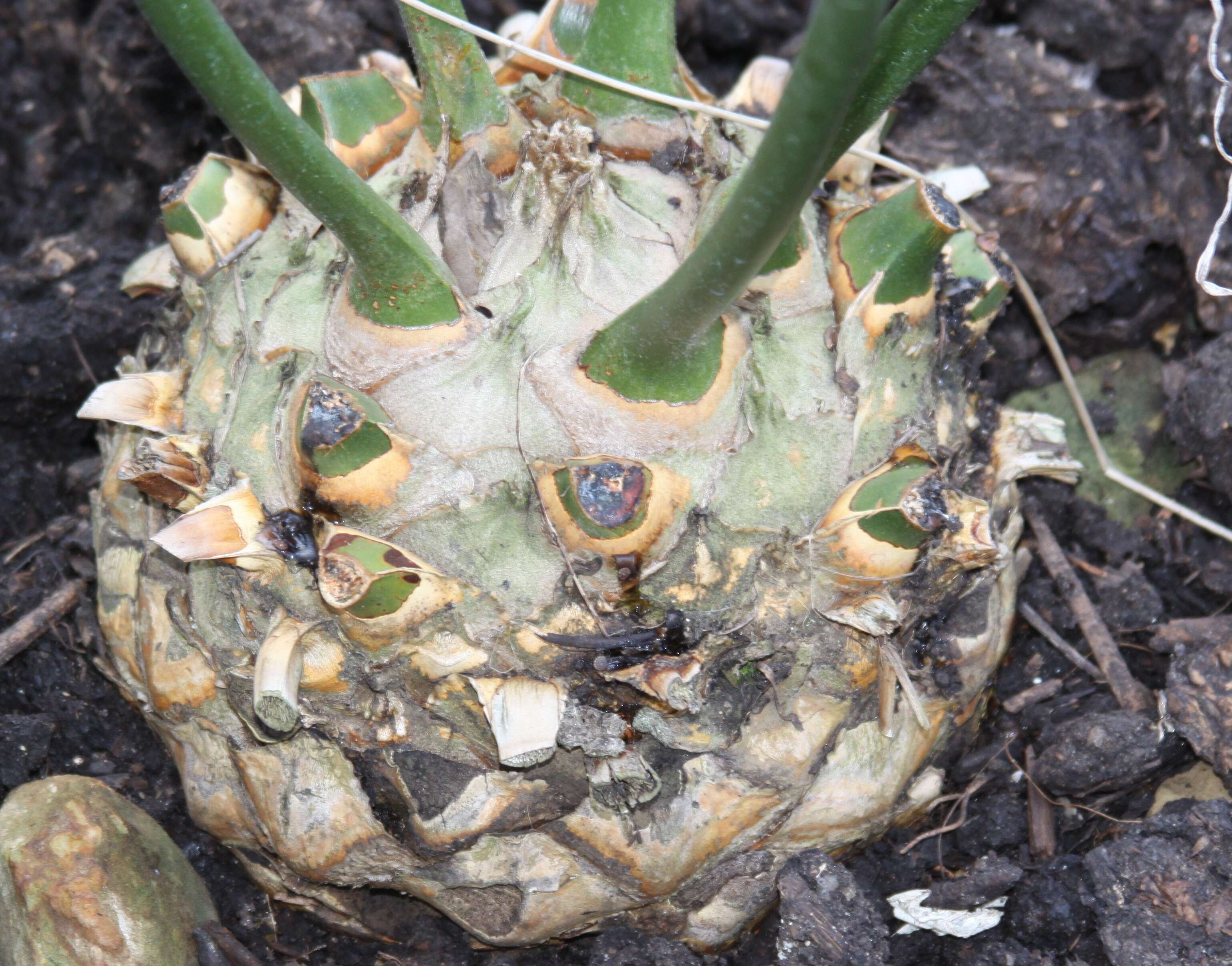 Image of Bushman's River Cycad