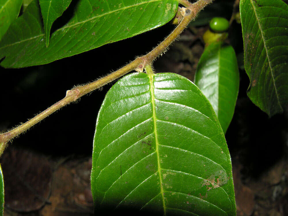 Plancia ëd Pseudolmedia glabrata (Liebm.) C. C. Berg