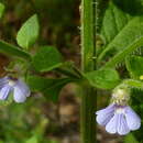 Imagem de Stemodia foliosa Benth.