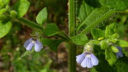 Слика од Stemodia foliosa Benth.