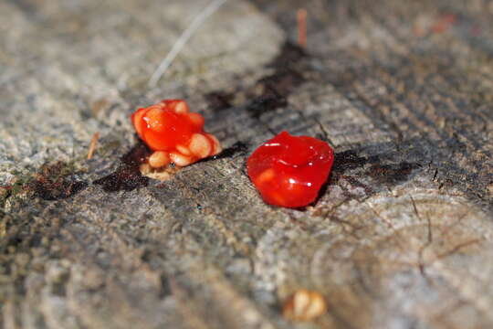 Image de Solanum villosum subsp. miniatum (Bernh. ex Willd.) J. M. Edmonds