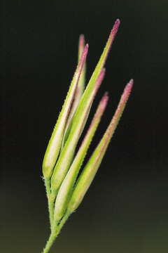 Imagem de Calamagrostis epigejos (L.) Roth