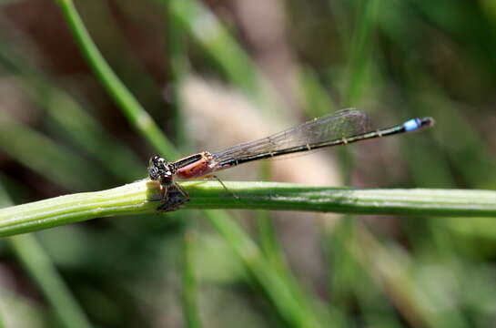 Image of Common Bluetail