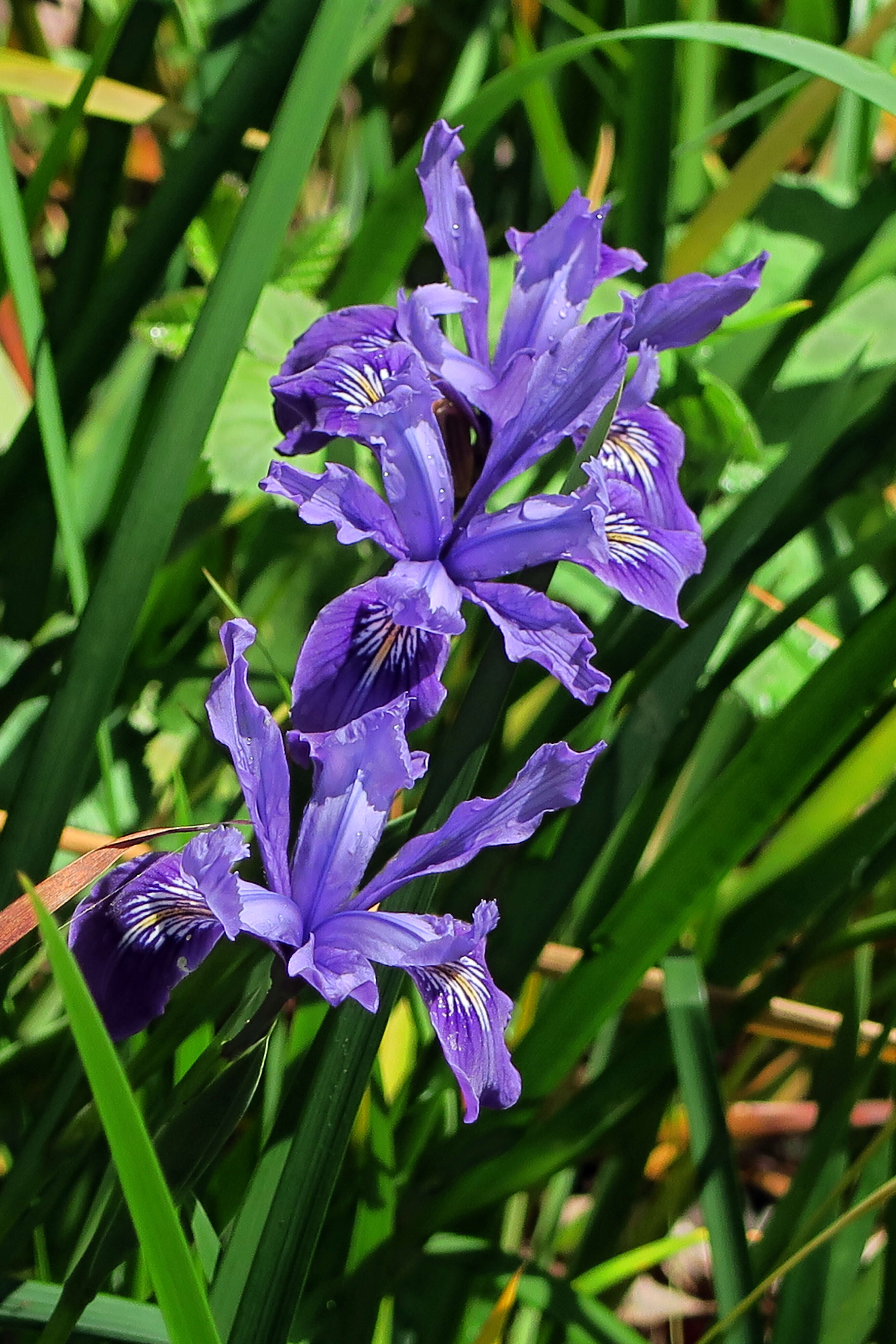 Image of Douglas iris