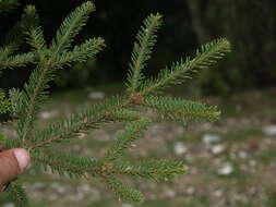 Image of Fir