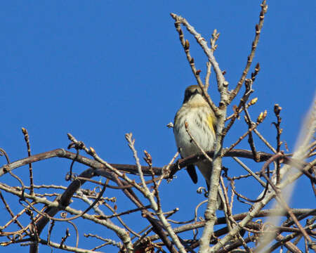 Image of Myrtle Warbler