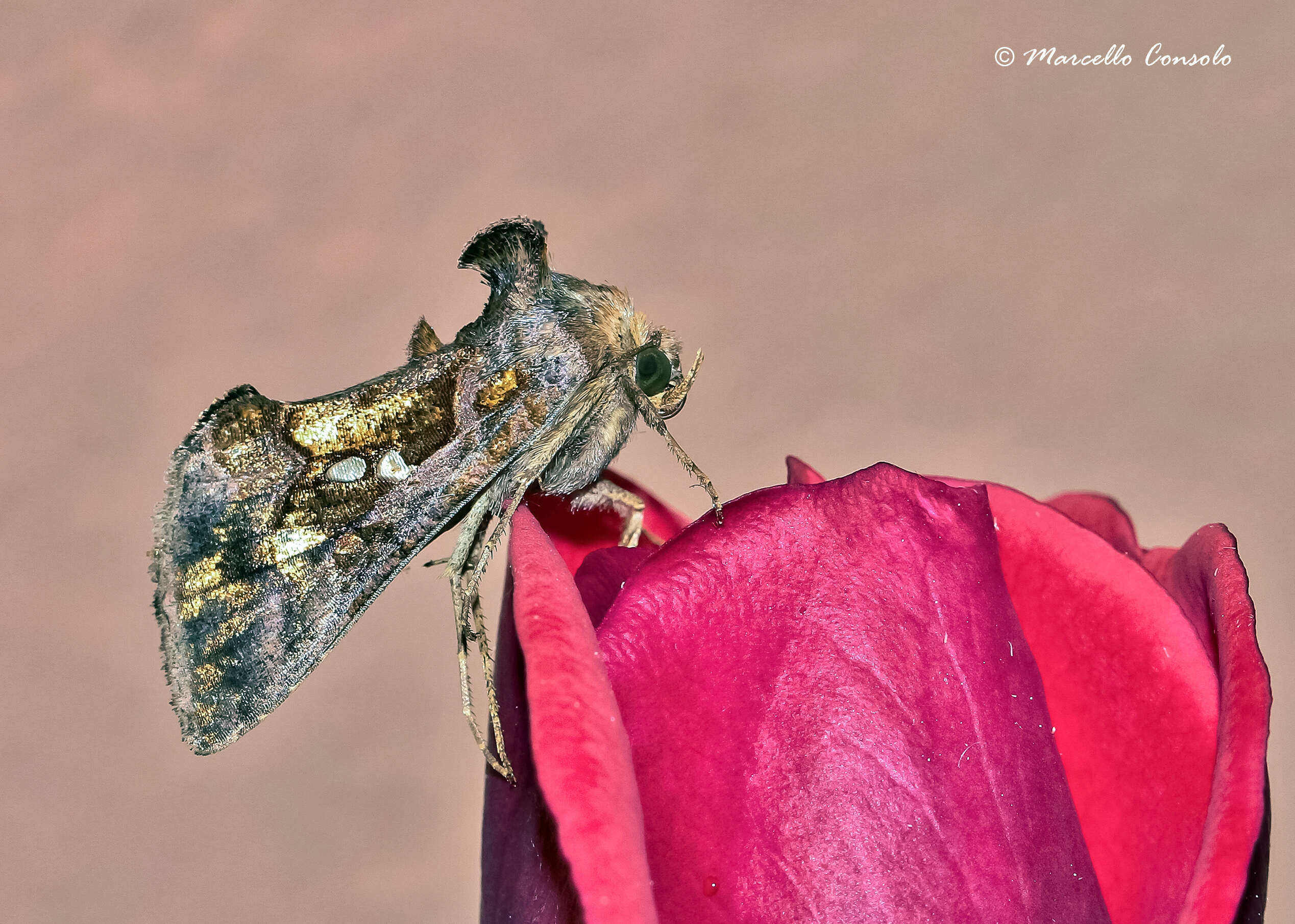 Image of Cutworm