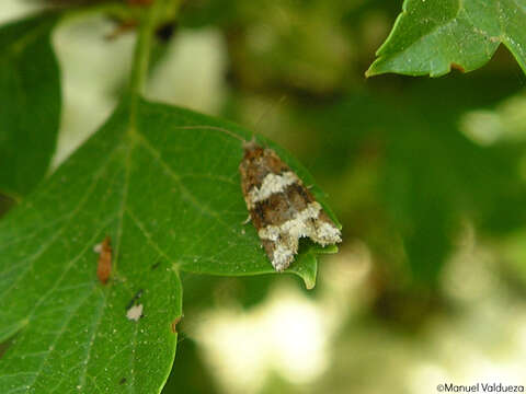 Слика од Argyrotaenia ljungiana Thunberg 1797