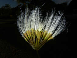 Image of Albizia guachapele (Kunth) Dugand