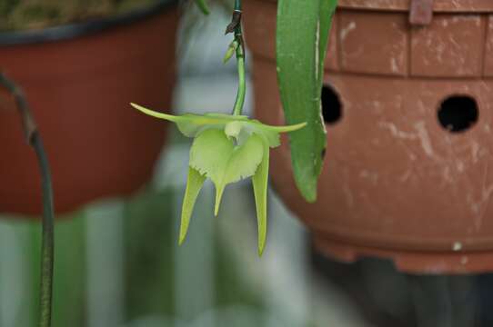 Image of Aeranthes