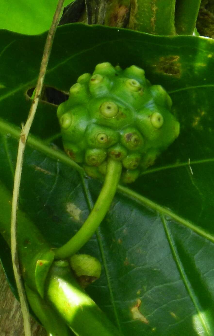 Image of Indian mulberry