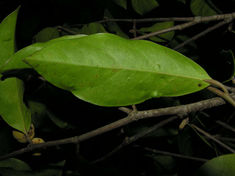 Image of Stephanopodium costaricense G. T. Prance