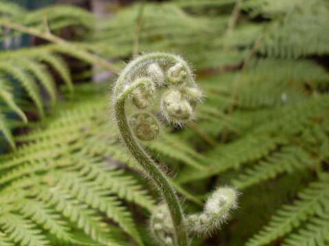 Image of brackenfern