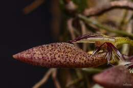 Image of Bulbophyllum mirum J. J. Sm.