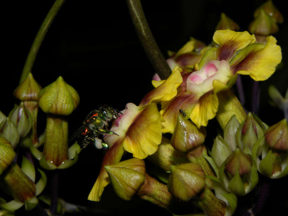 Image de Prestonia longifolia (Sessé & Moç.) J. F. Morales