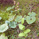 Imagem de Epipactis helleborine subsp. leutei (Robatsch) Kreutz