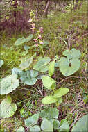 Image of Helleborine