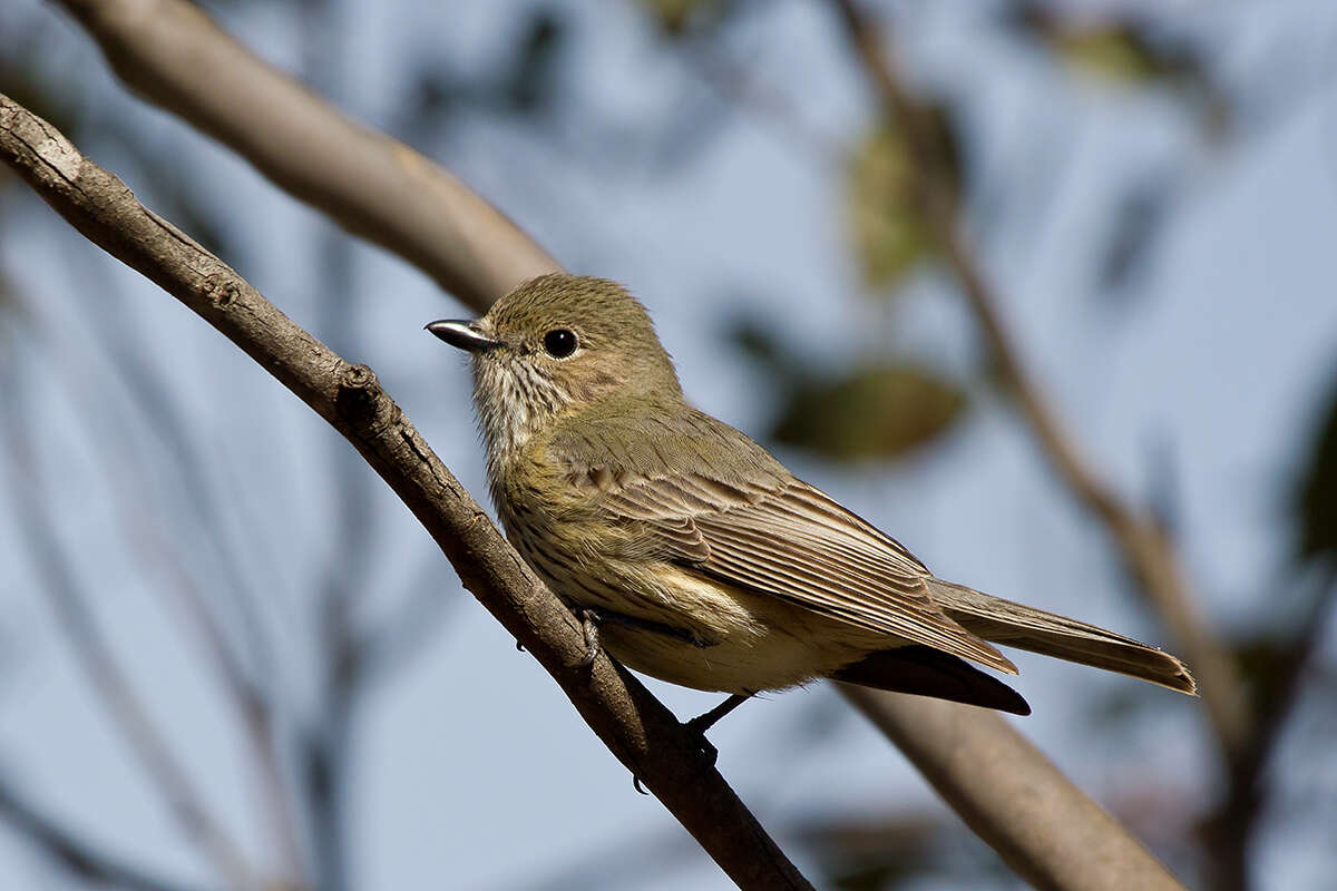 Image of Rufous Whistler