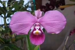 Image of Tropical Slipper Orchids
