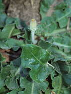 Слика од Taraxacum serotinum (Waldst. & Kit.) Poir.