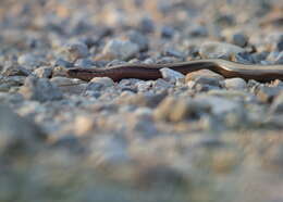 蛇蜥属的圖片